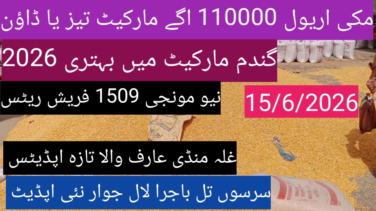 Makki munji ka rate today 2026| Ghalla Mandi Arifwala Punjab