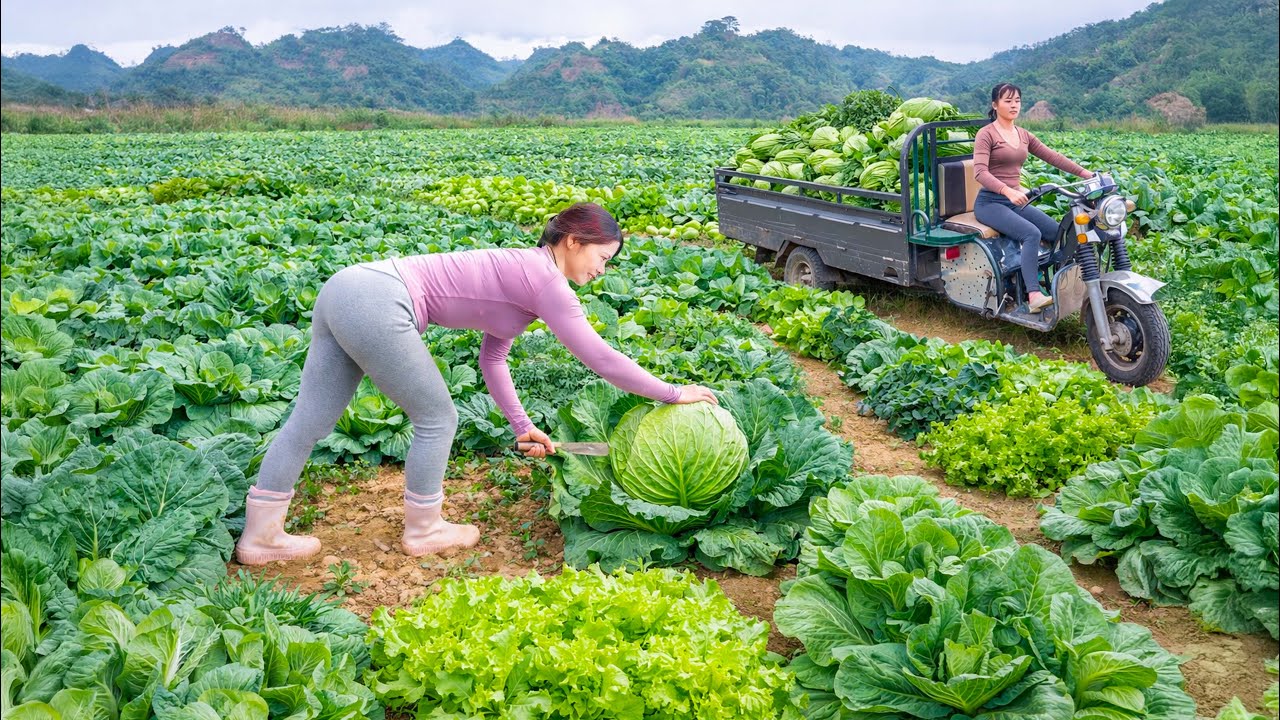 CEO Girl’s First Vegetable Harvest | Off Grid Survival Life | Triệu Khang
