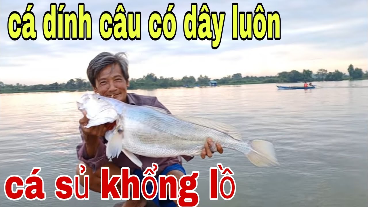 Ông Lão Miền Tây Kêu Trời Vì Trúng Bầy Cá Sủ , Giật Mình Dính Cá Sủ Khổng Lồ # SĂN BẮT ĐỒNG THÁP #