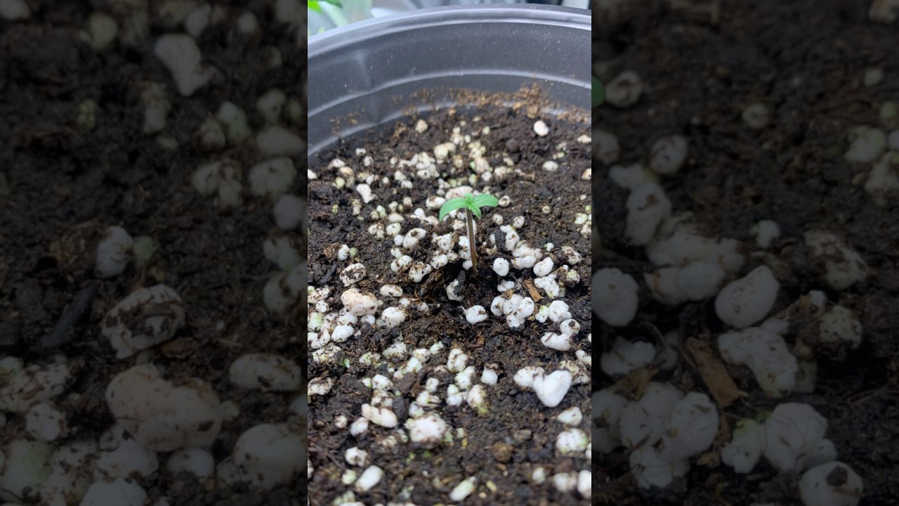 Auto Purple, from Original Sensible Seeds. Around 5 weeks old.