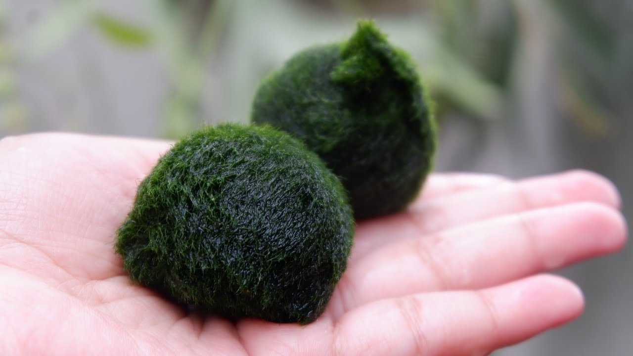 MERAWAT MARIMO MOSS BALL, UNIK & LUCU