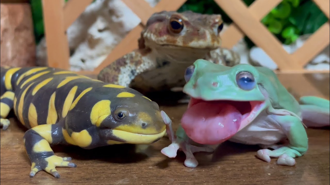 6.5 million views ✨ Strongest trio 🐸 Frog & Toad & Salamander