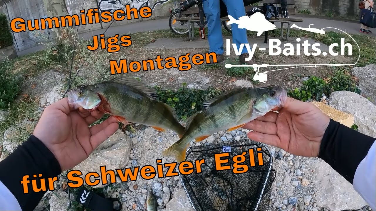 Ivy Baits Gummifische, Jigs, Kleinteile und Montagen f&uuml;r Schweizer Egli