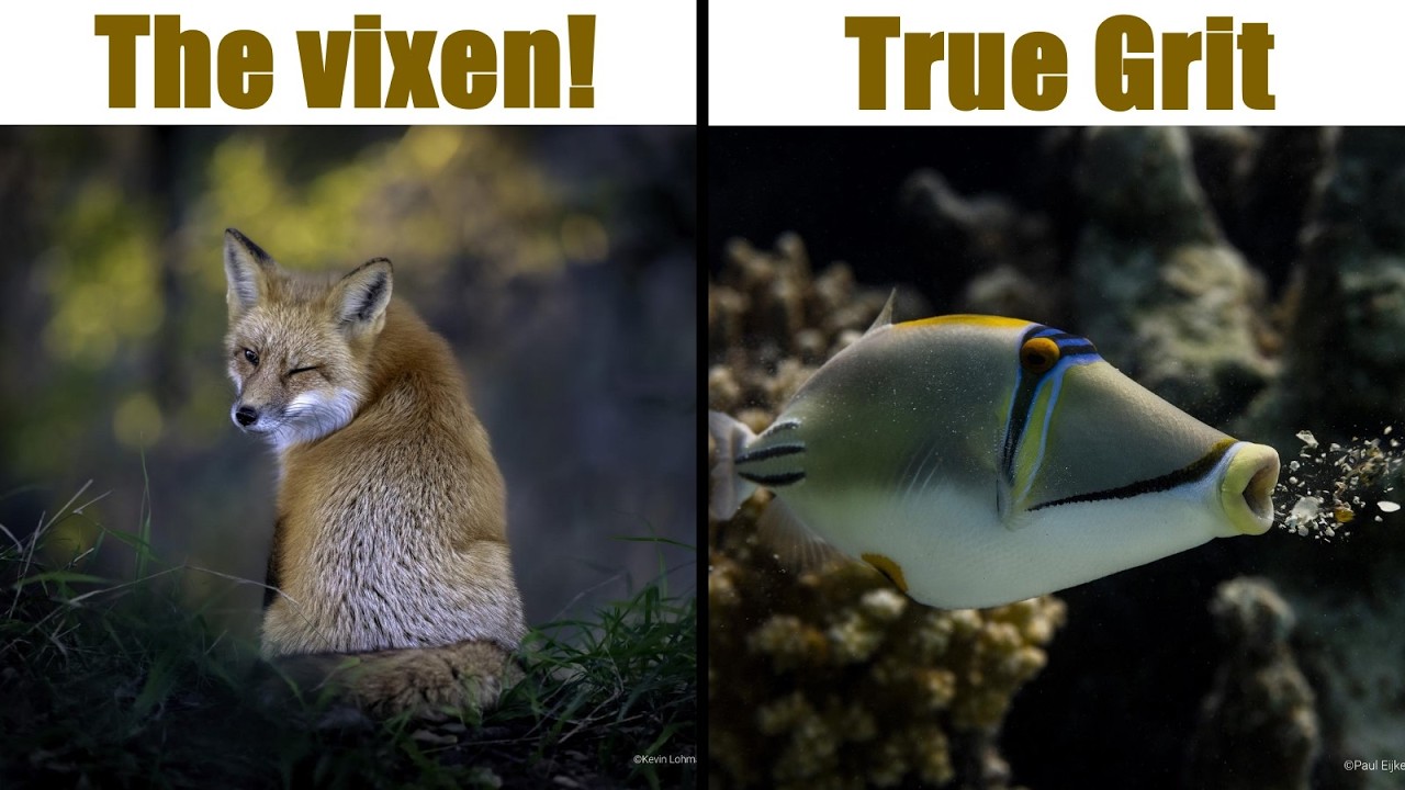 Funny Animals Of The Comedy Wildlife Photography Awards 2022