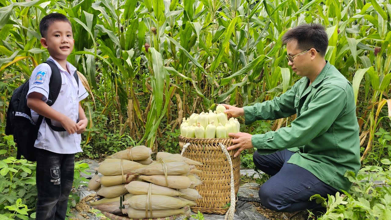 Harvesting corn garden - How to boil corn and bring it to the market sell.