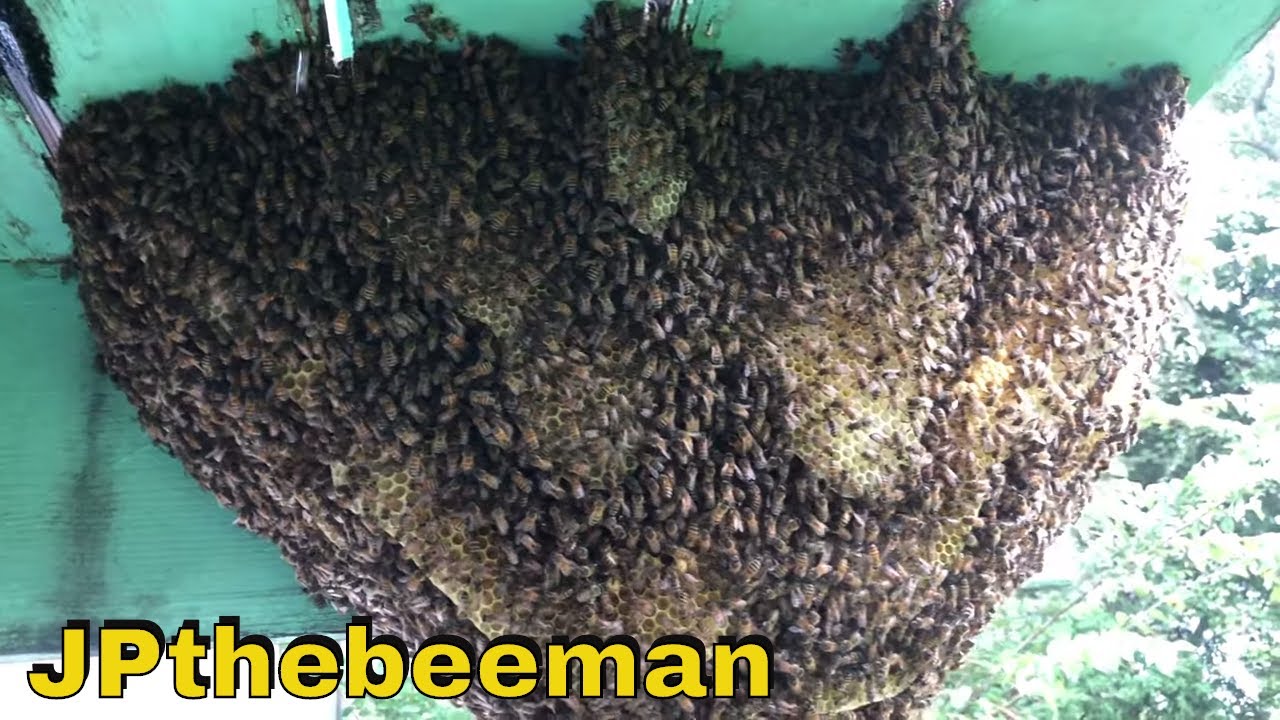JP & Schawee Vs Open Air Beehive