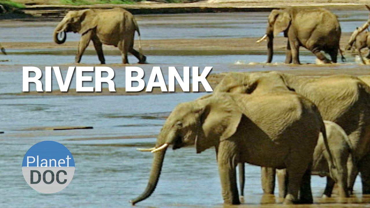 Shaba. River Bank | Nature - Planet Doc Full Documentaries