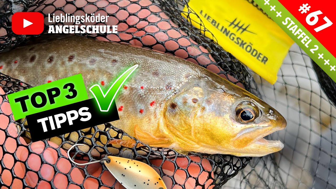 Forellen im Bach fangen – Die 3 BESTEN Tipps für deinen Erfolg! 🐟🔥