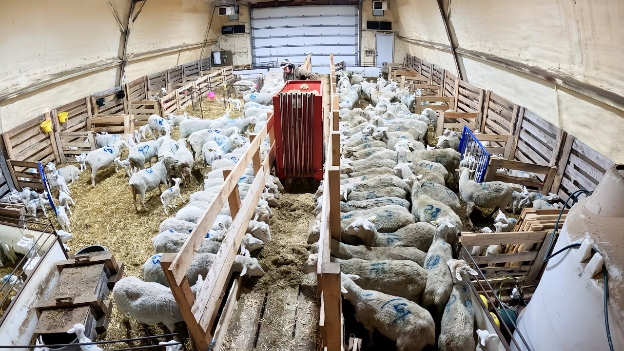 Inside My Lambing Barn | Sheep Guardian Dogs