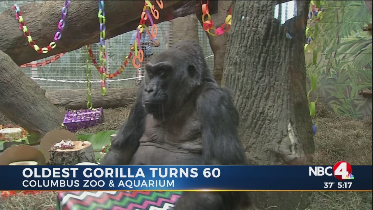 Colo the gorilla celebrates her 60th birthday