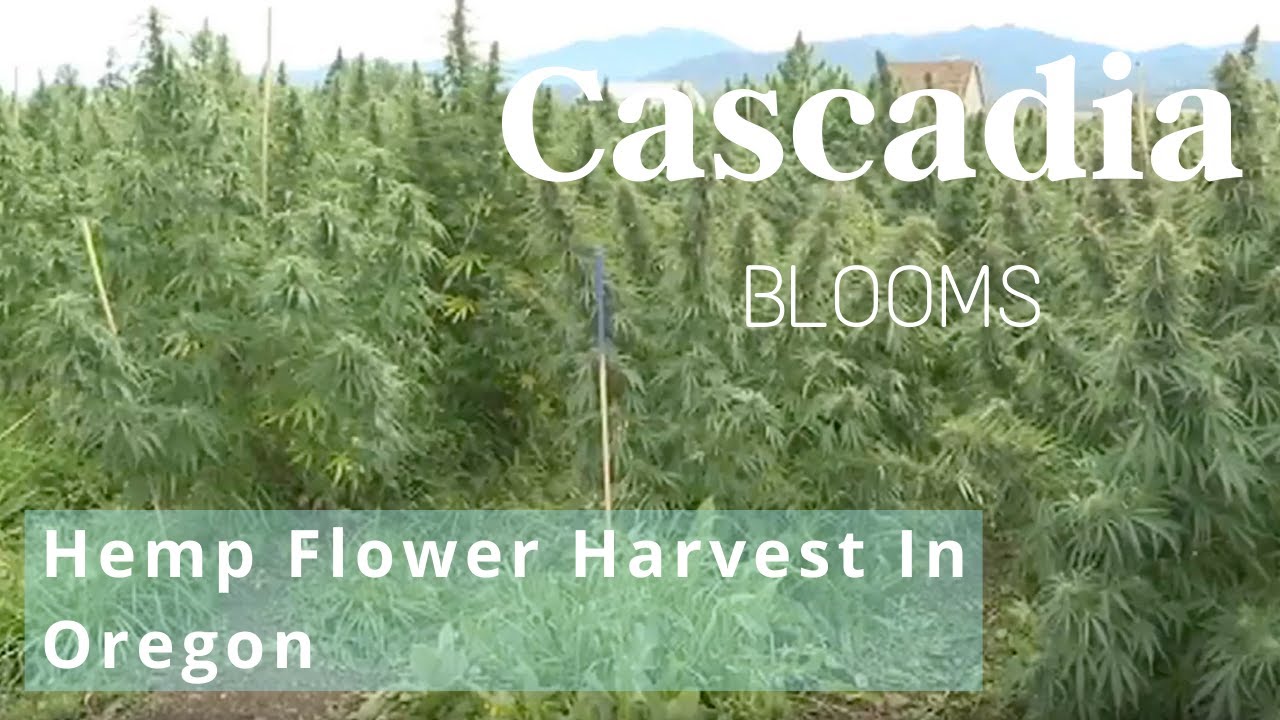 CBD Hemp Flower Harvest, Seed to Packaging [Cascadia Blooms]
