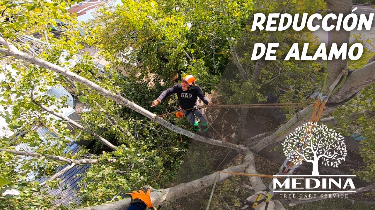 Poda de Altura / reducción de álamo