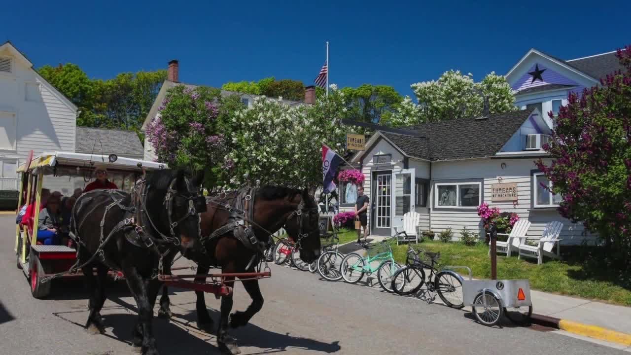 Over 250 types of lilac in bloom for Mackinac Island's 75th Lilac Festival