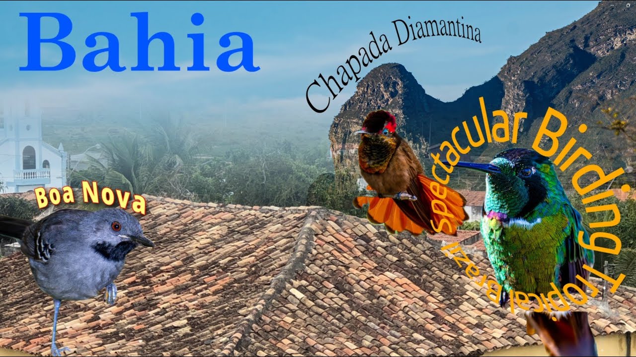 Birds of Brazil's - Bahia | Birding in Atlantic Forest: Chapada Diamantina & Caatinga: Boa Nova
