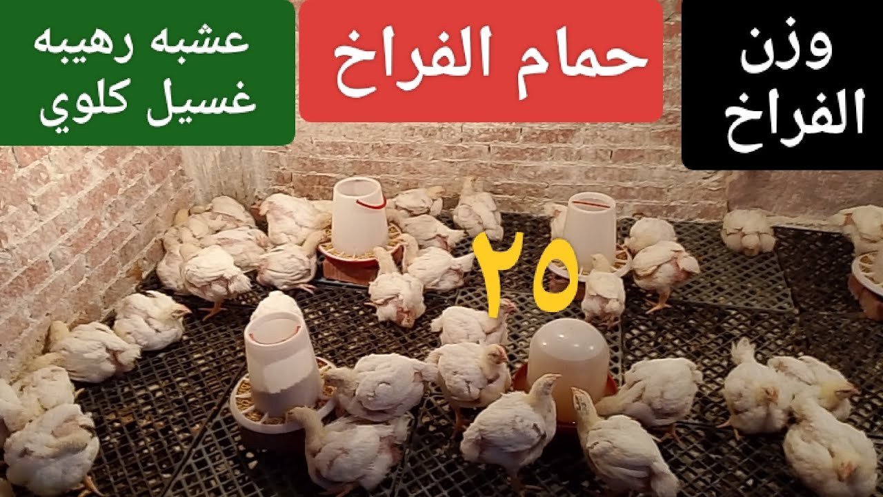 وزن الفراخ عمر ٢٥ يوم # سقوه مهمه للفراخ البيضه # غسيل كلوي # ومنشط للكبد 