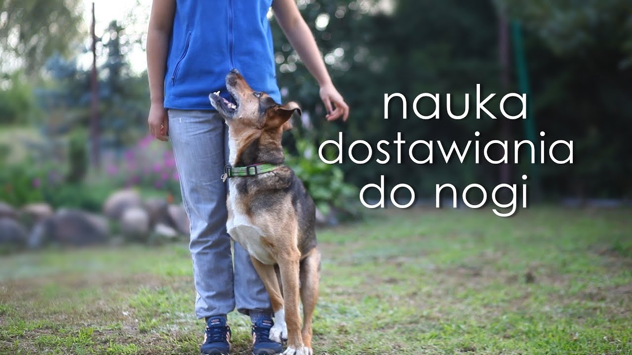 Nauka dostawiania do nogi