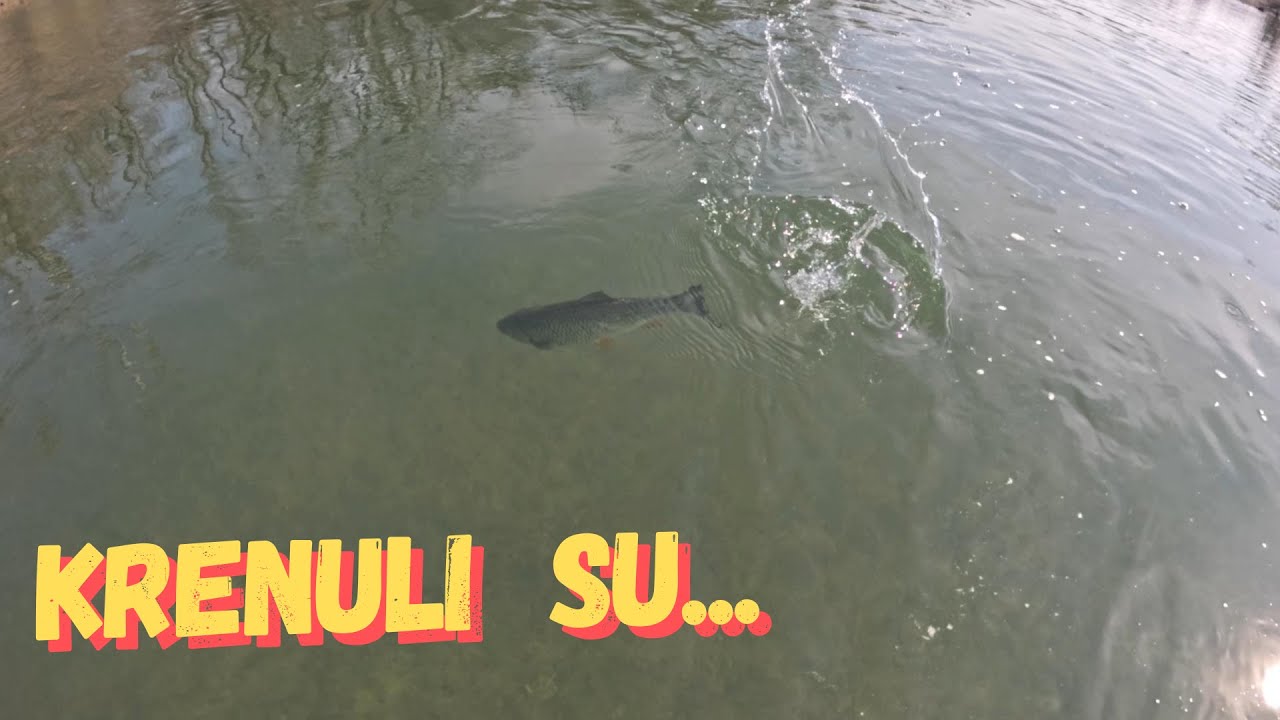 Klenovi se probudili