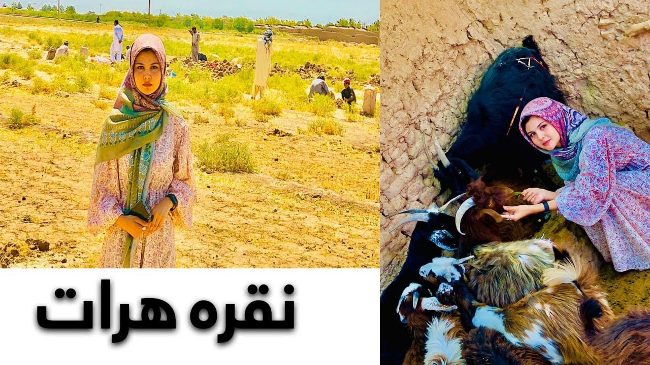 گزارش جدید مااز مکان ب اسم نقره در شهر حبرئیل هرات واز کشاورزان زعفران