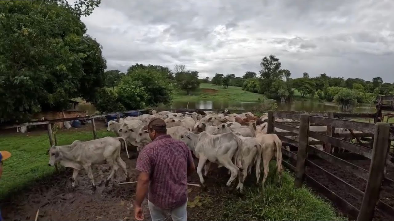 Apartando os garrotes 🐂🐂🍃