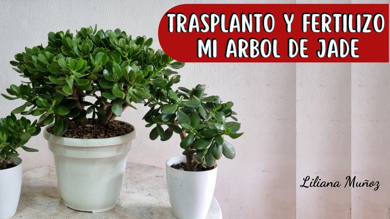TRASPLANTE Y FERTILIZACIÓN DE MI ARBOLITO DE JADE/Liliana Muñoz