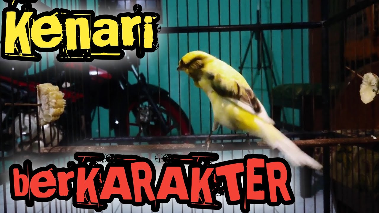 Kenari Bagus Bisa Dilihat Dari Karakter Dan Body