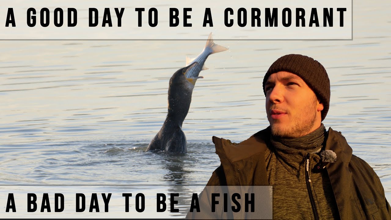 A Morning in Dungarvan | Irish Wildlife