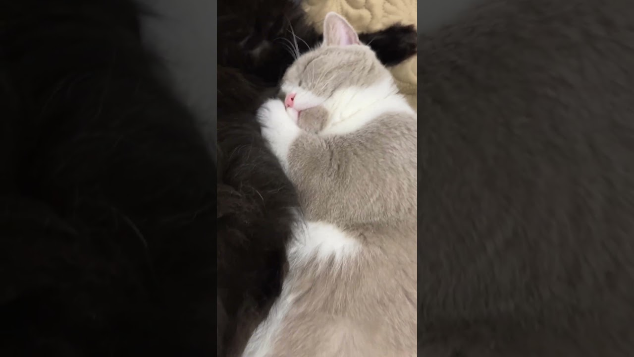 貴重な仲良しふわかわ。黒猫スコティッシュさくちゃんクリーム色ブリティッシュきなちゃん。