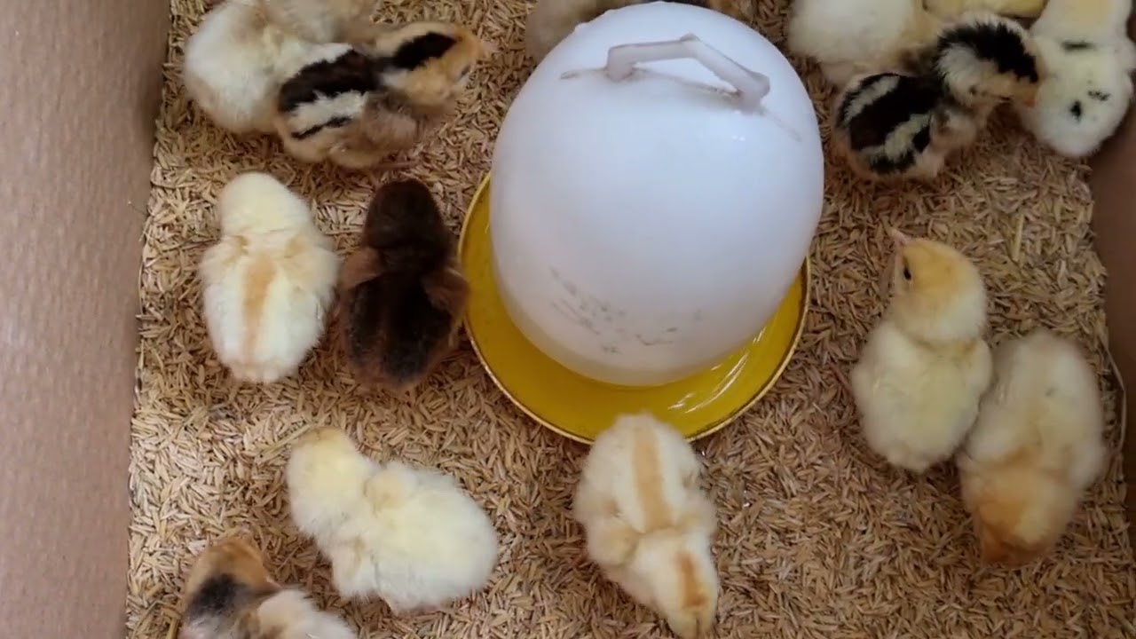 Gà nở sau 3 ngày xuống ổ và những mẹo nhỏ khi nuôi gà con tỷ lệ sống cao.