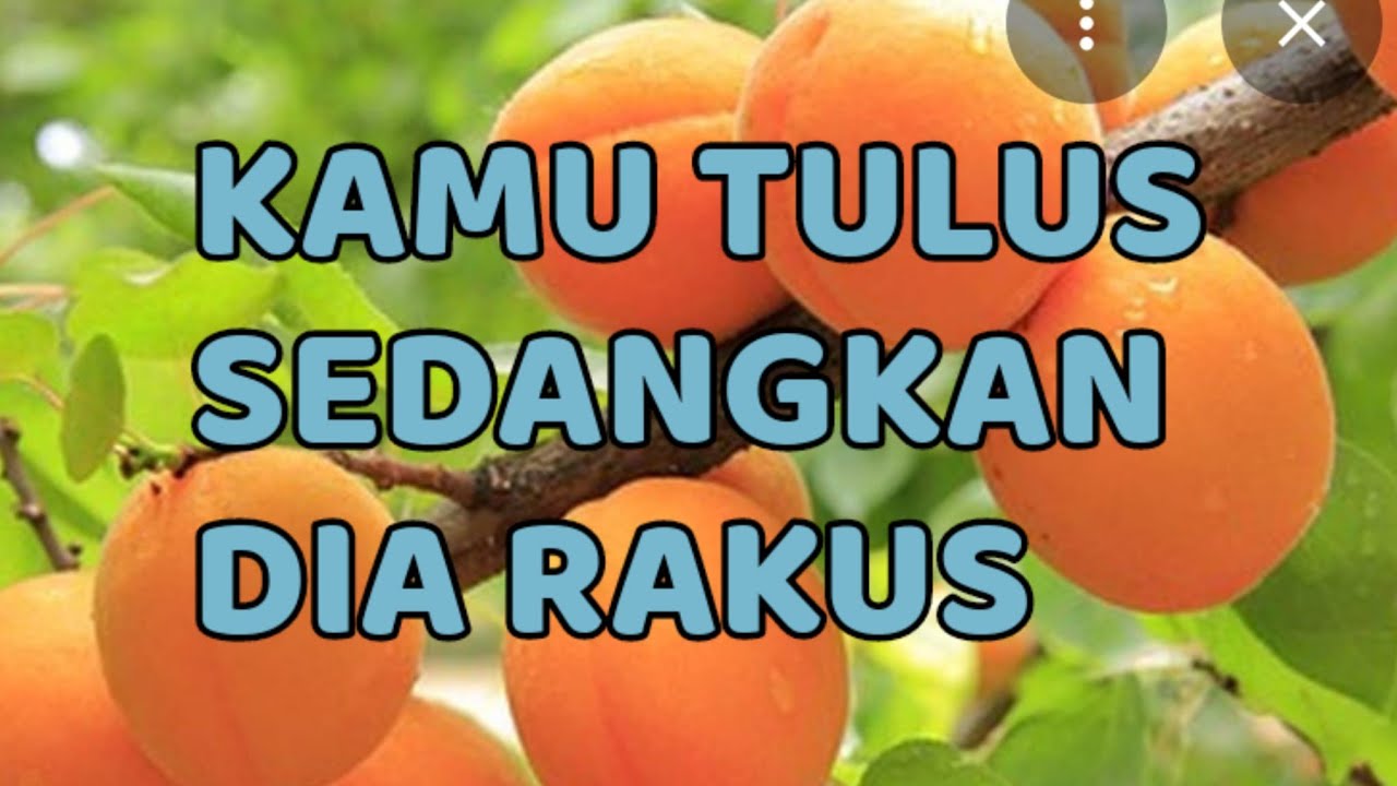 🎆 KAMU TULUS SEDANGKAN DIA RAKUS 🎆
