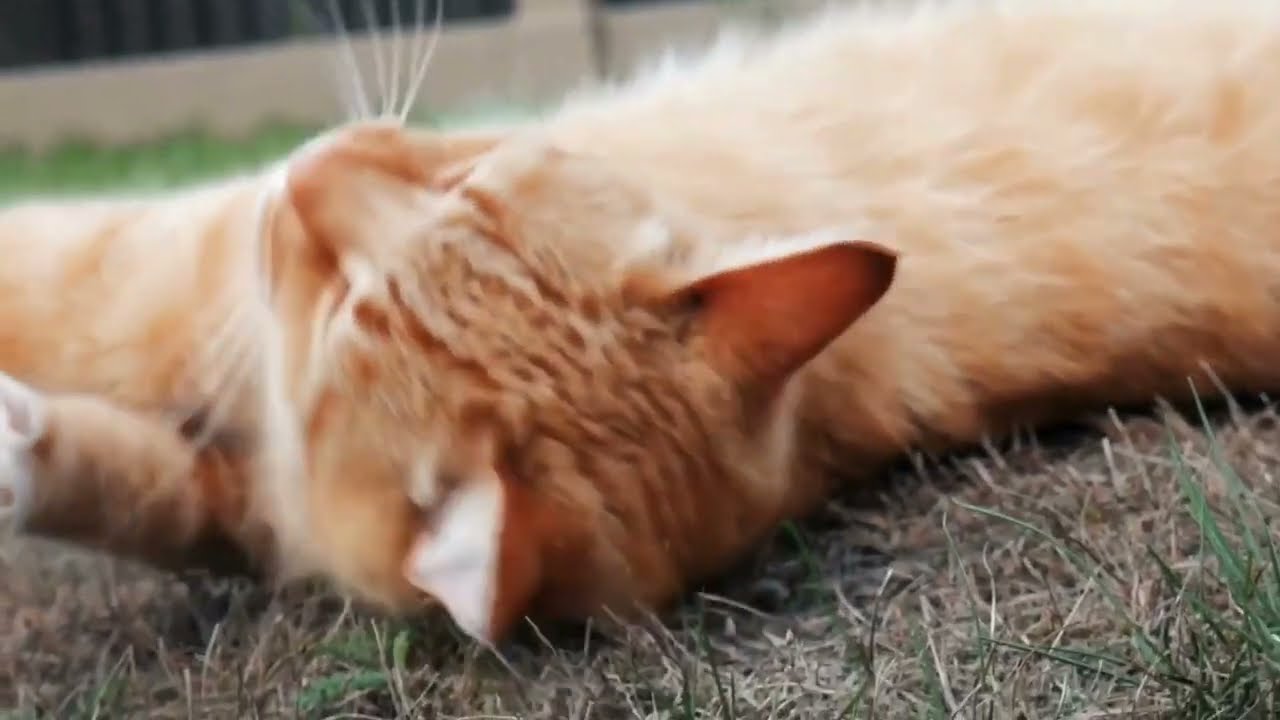 IS NEXGARD COMBO RIGHT FOR YOUR PET?