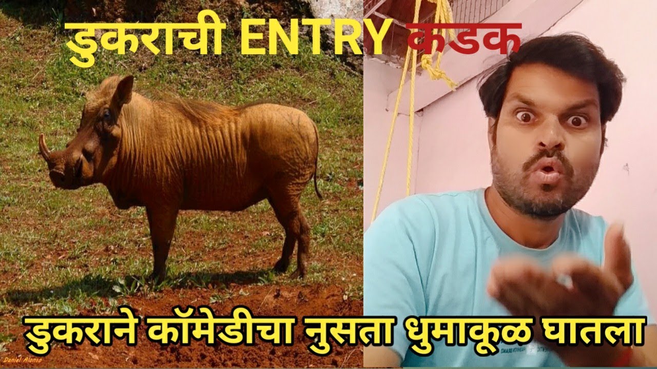 भिसेचं जनावर आलं मित्रांनो आणि त्याने कॉमेडीचा धुमाकूळ💥💥 घातला.