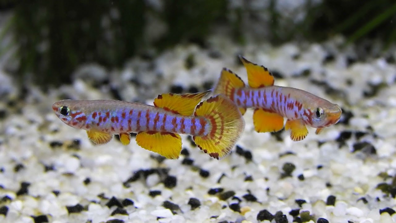 Sparring Males! Aphyosemion dargei Mbam