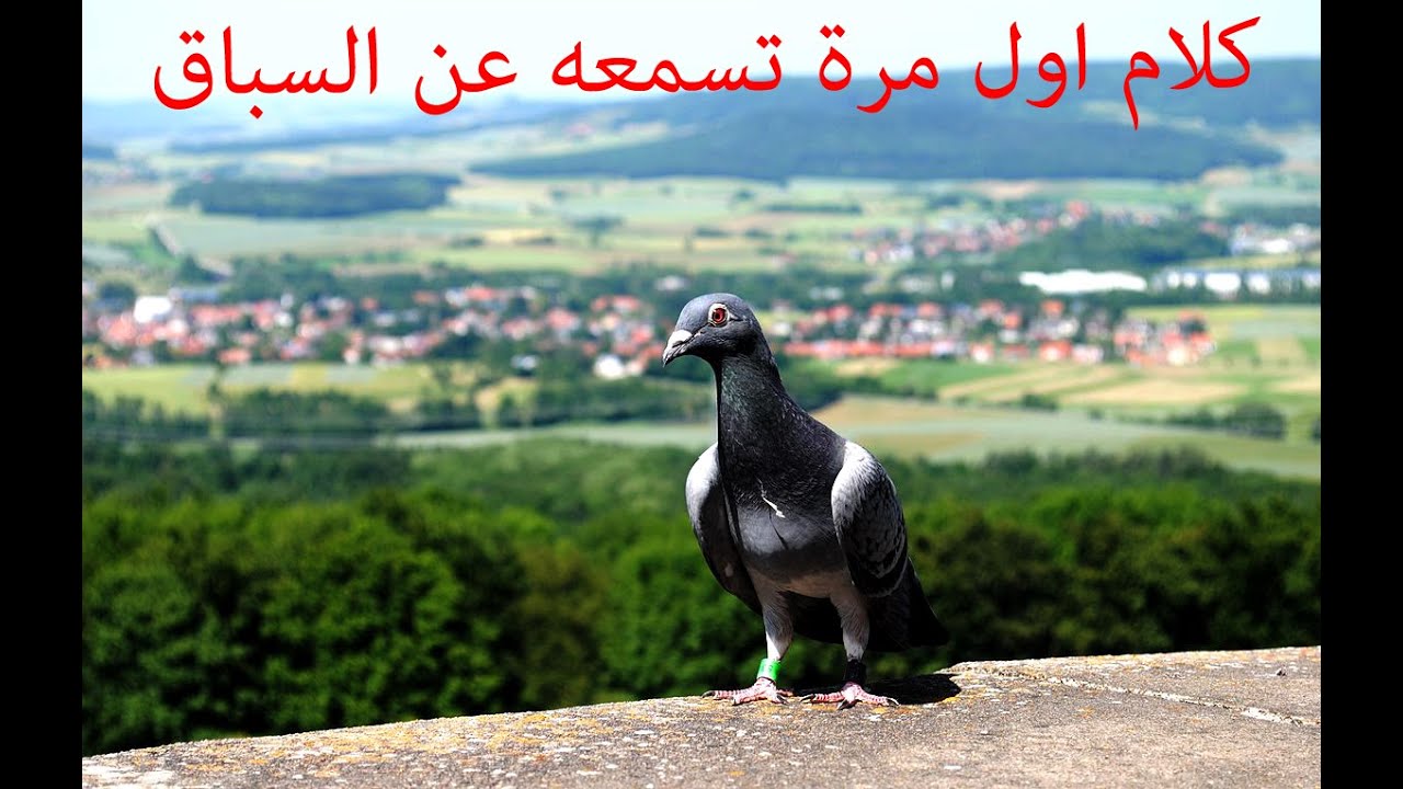 سباق الحمام الزاجل وكيفية حساب السباق الفيديو الكامل