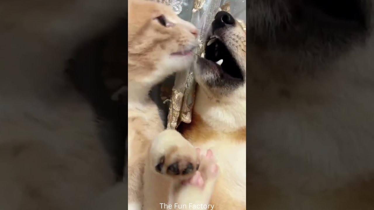 A collection of cute and funny Animal  