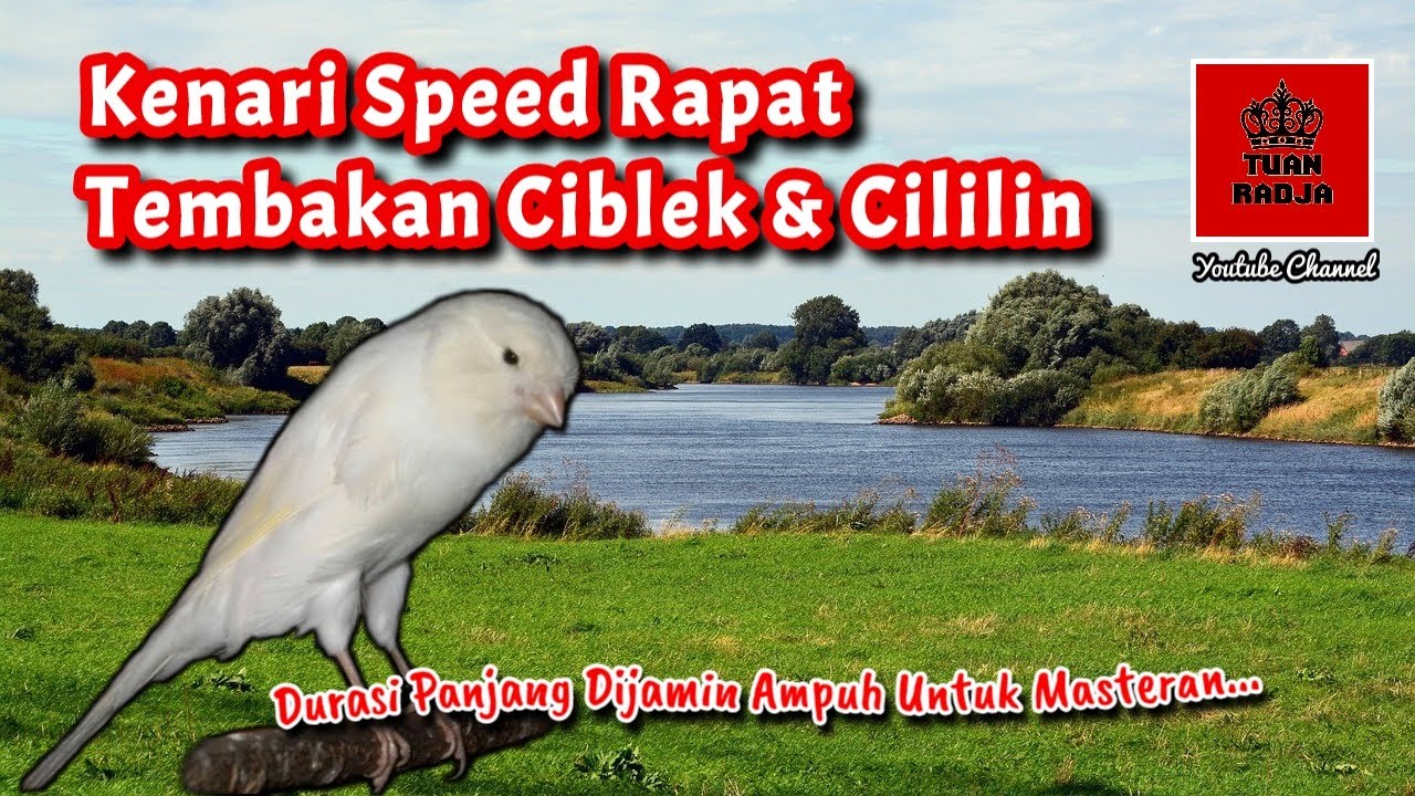 Kenari speed rapat tembakan ciblek dan cililin, durasi panjang dijamin ampuh untuk masteran