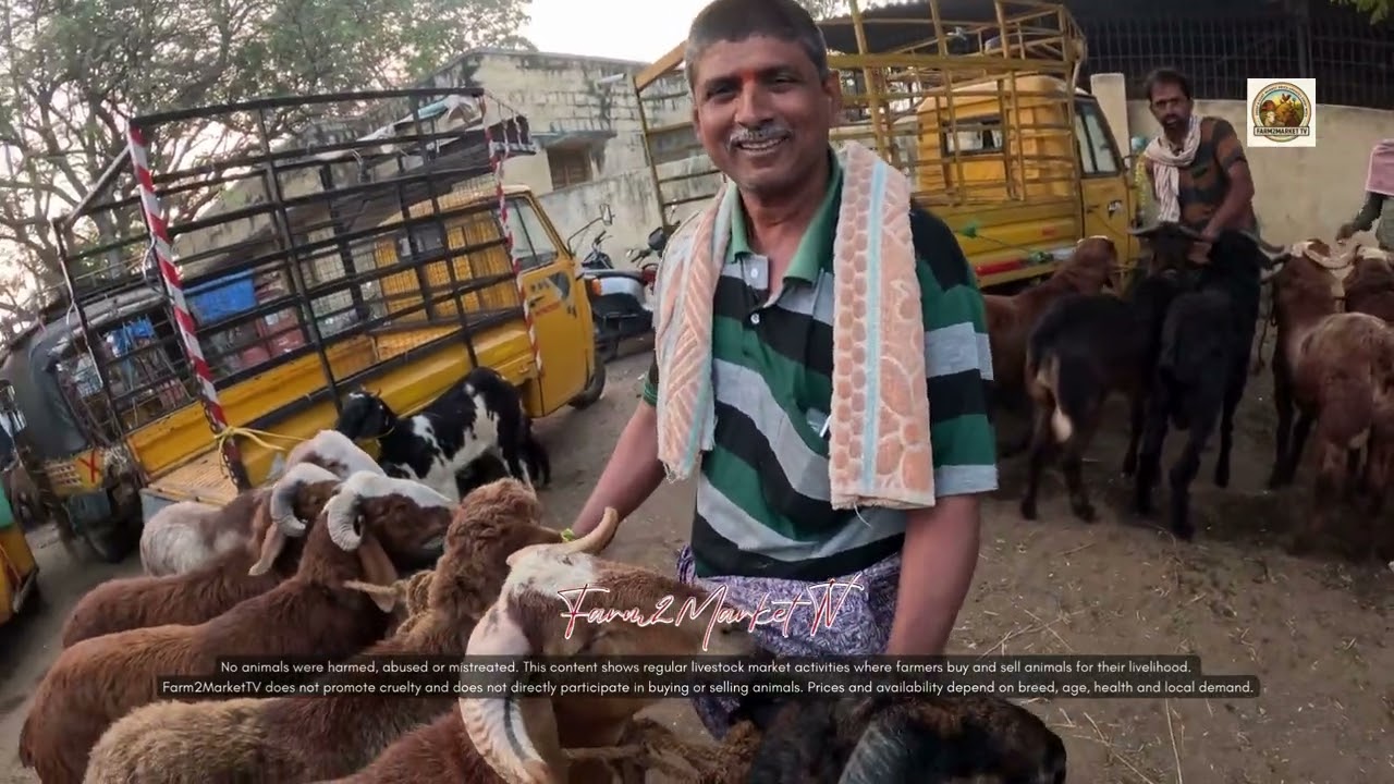 Anantapur Market 17-01-2026 | Potellu Pillallu Prices ₹13,000 – ₹15,000 | Every Saturday Market #yt