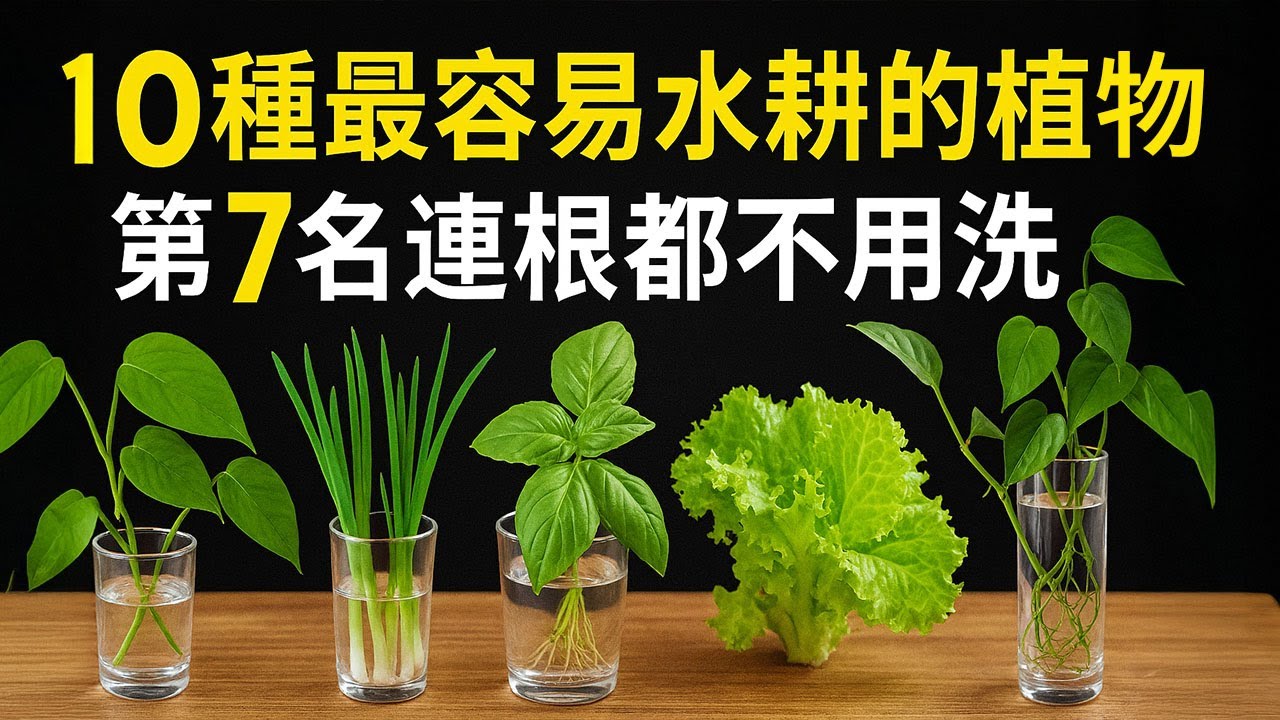 🌱10種最容易水耕的植物，第7名連根都不用洗 | 水耕法推薦 | 懶人種法 | 不用土的植物 | 清潔養植 | 養液教學 | 水耕觀賞 | 快速見效 | 易於管理