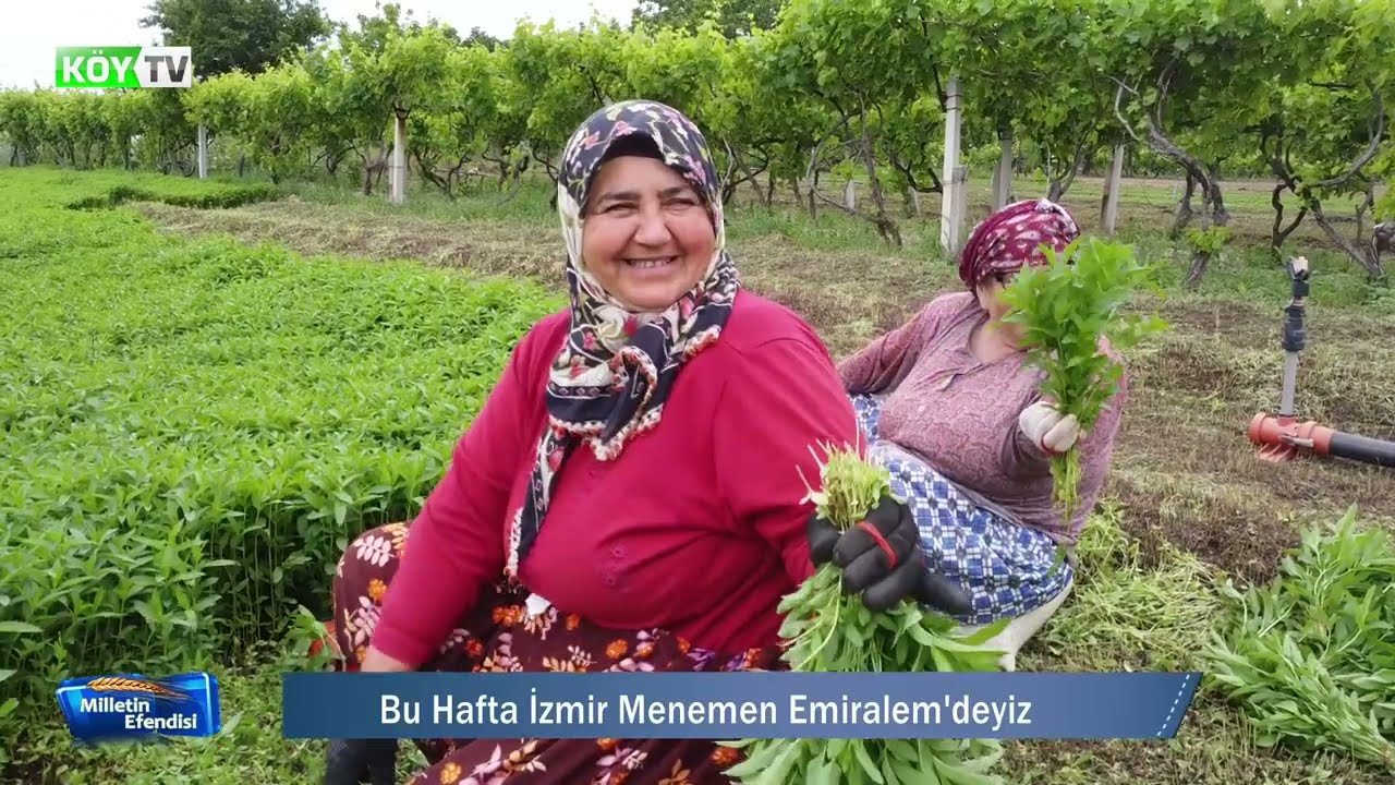 EMİRALEM | Çilek - Dut | Nane Yetiştiriciliği | Köy Tv
