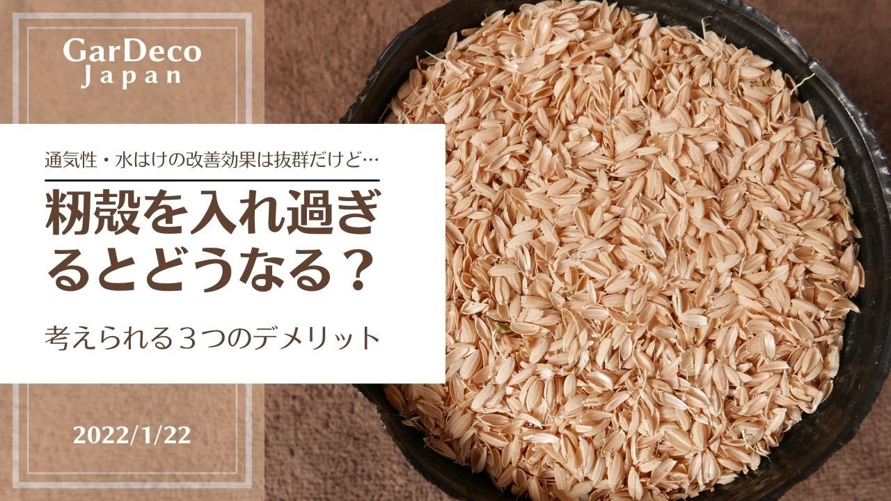 【土作り】籾殻を入れ過ぎるとどうなる？考えられる３つのデメリット【土壌改良】
