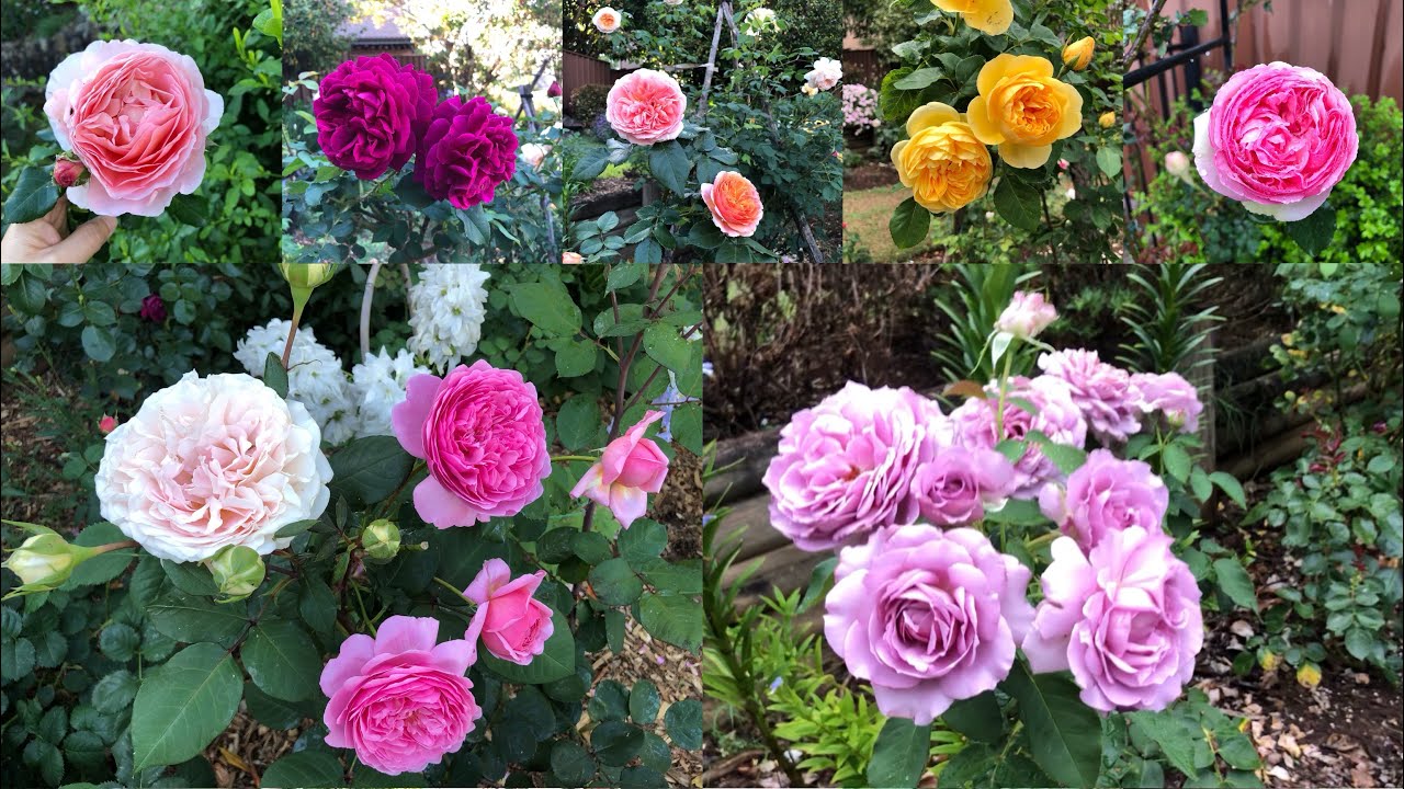 我的澳洲花园之月季篇（全）