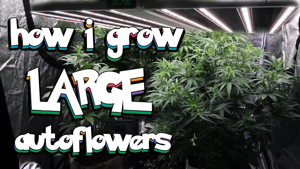 Growing the Largest Autoflowers of MY LIFE - Medic Grow Smart 8 How to Farm Indoors #organic