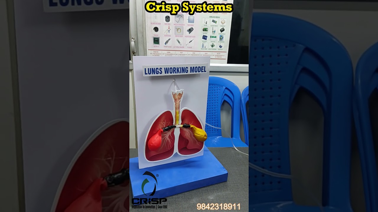 Lungs Working Model School Project | Human Respiratory System Model | Science Exhibition Project