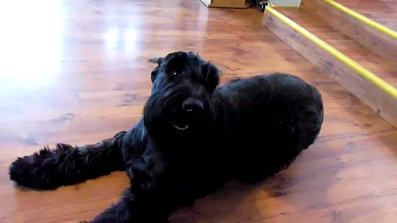 Crazy Giant Schnauzers