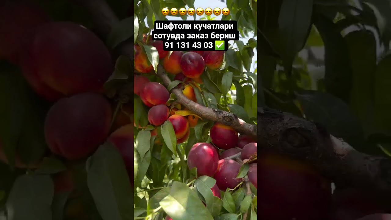 Шафтоли кучатлари сотувда 91 131 43 03 ✅️ #youtube #news #fruit
