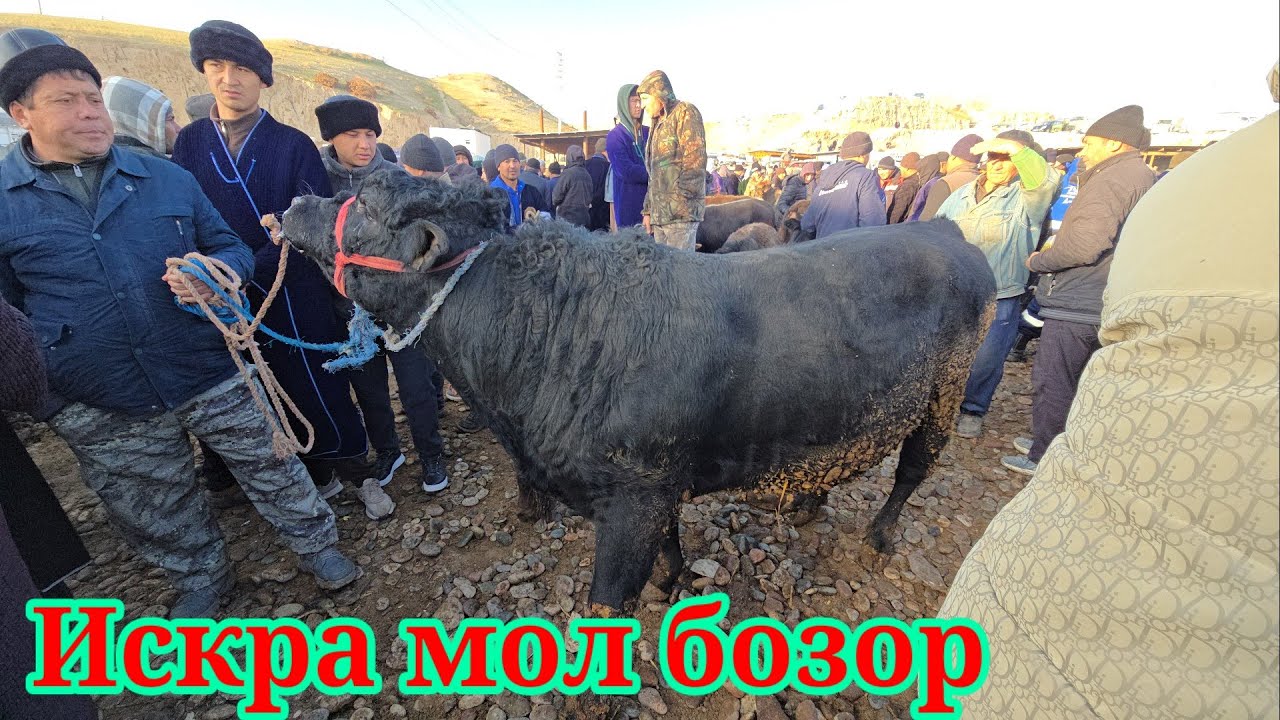 ИСКРА МОЛ БОЗОР КАТА МОЛ МАЙДА МОЛАР НАРХЛАРИ 😱😱😱😱😱😱