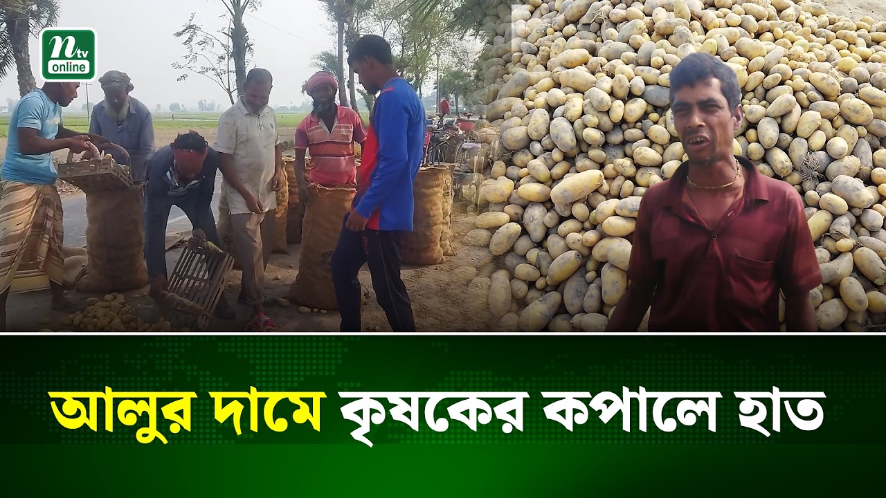 আলুর দামে ধস, দুশ্চিন্তায় জয়পুরহাটের কালাই উপজেলার চাষিরা | Joypurhat | NTV News