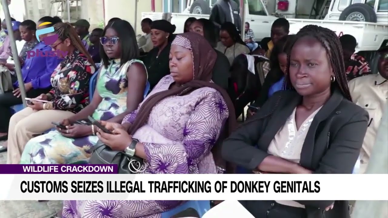 Wildlife Crackdown   Customs Seizes Illegal Trafficking Of Donkey Genitals