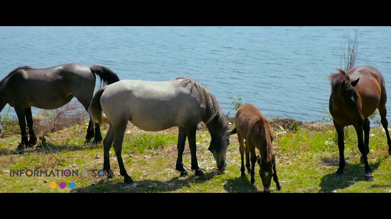 MURSI | Sarandë (Information & Soul)