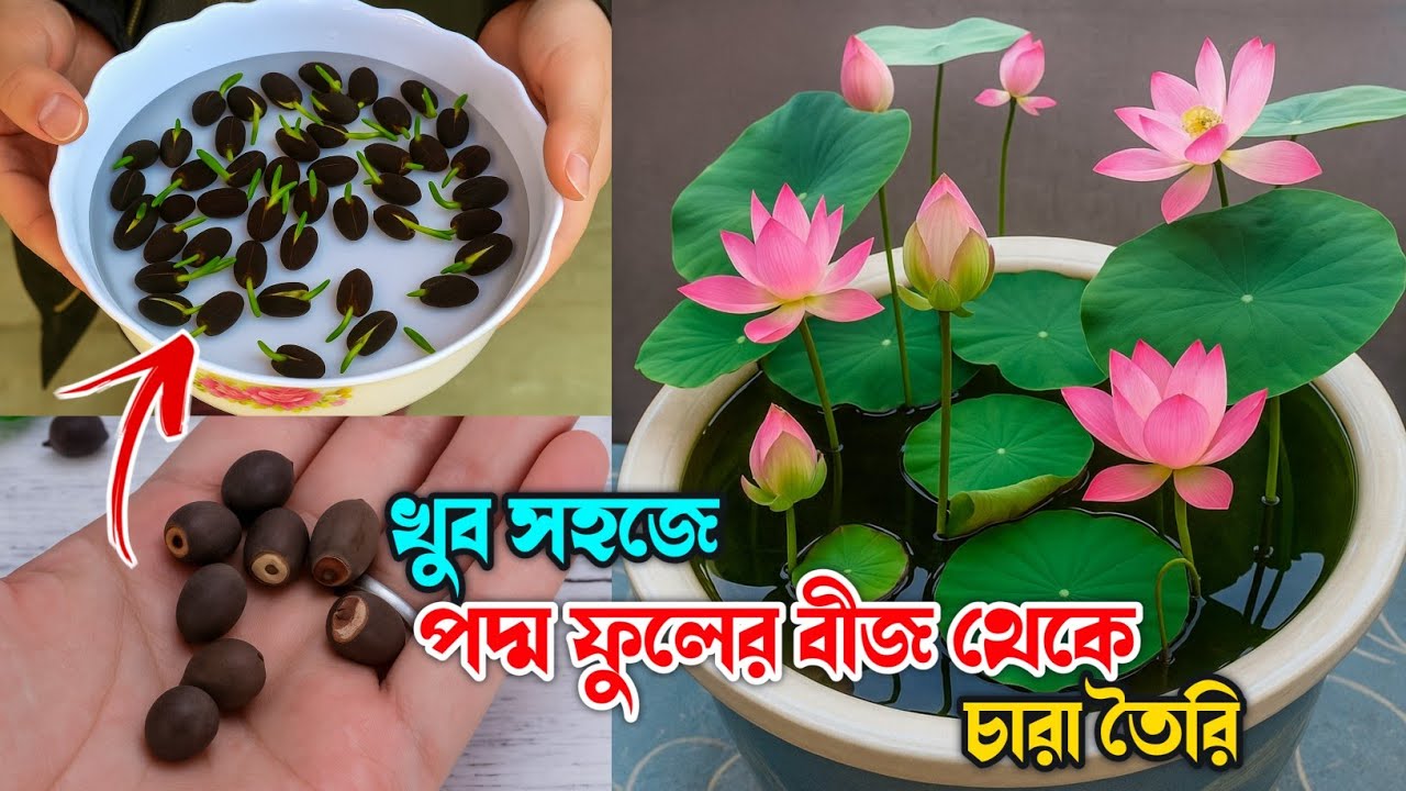 Lotus Plant from Seed at Home | পদ্ম ফুলের বীজ থেকে চারা তৈরি - খুব সহজে | পদ্ম গাছ লাগানোর পদ্ধতি