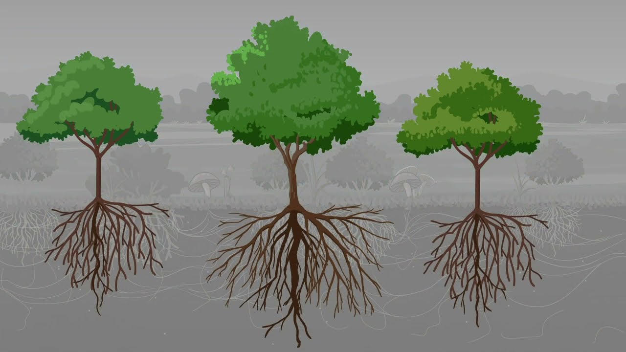 DRC regenerative resilience of agroecosystems - training video
